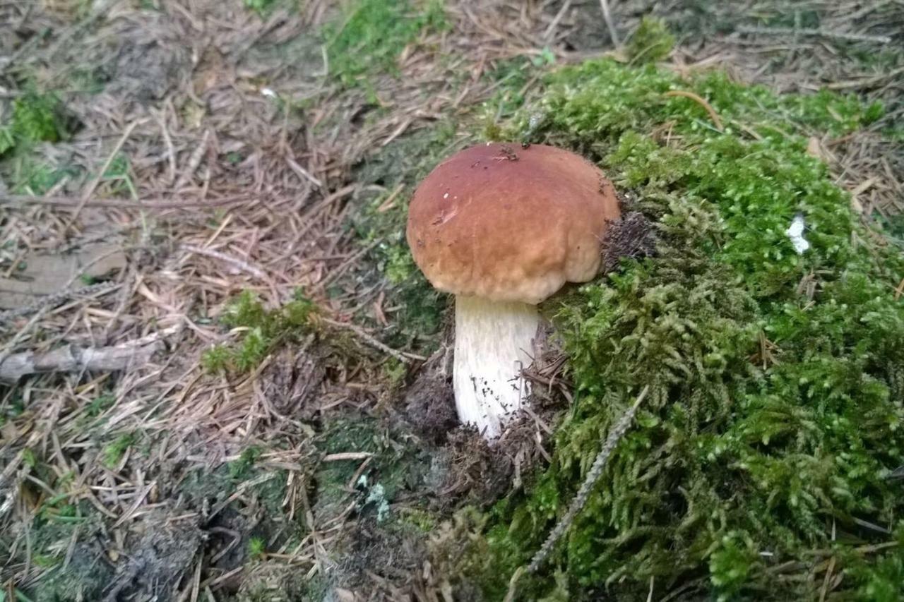 Pool, Pokale, Sauna, Billard, Kirche U. Viel Natur Vordernberg Bagian luar foto